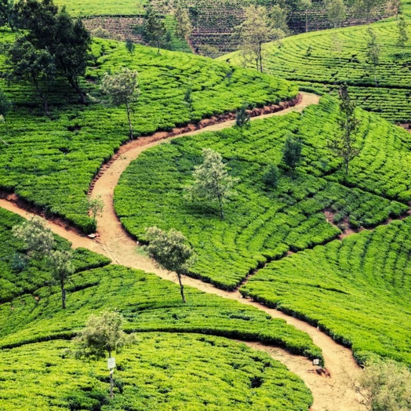 MDA - Destinations - List Image - Nuwara Eliya